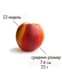 13 недель персик.jpg